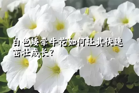 白色矮牵牛花如何让其快速茁壮成长？