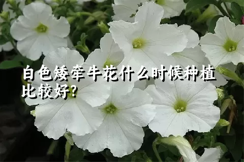 白色矮牵牛花什么时候种植比较好？