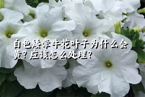 白色矮牵牛花叶子为什么会黄？应该怎么处理？