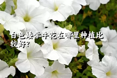 白色矮牵牛花在哪里种植比较好？