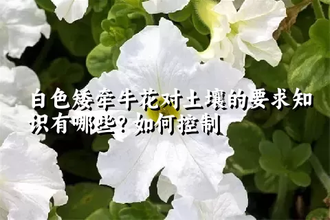 白色矮牵牛花对土壤的要求知识有哪些？如何控制