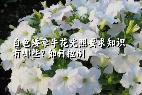 白色矮牵牛花光照要求知识有哪些？如何控制