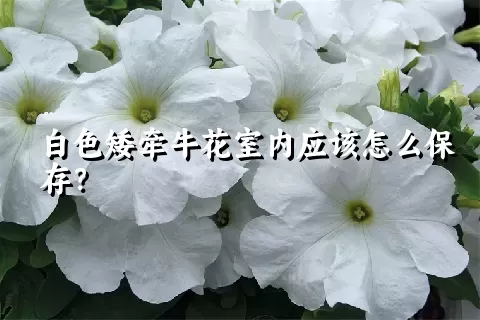 白色矮牵牛花室内应该怎么保存？