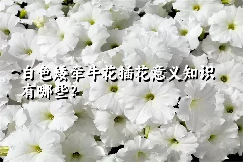 白色矮牵牛花插花意义知识有哪些？