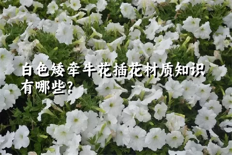 白色矮牵牛花插花材质知识有哪些？