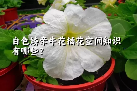 白色矮牵牛花插花空间知识有哪些？