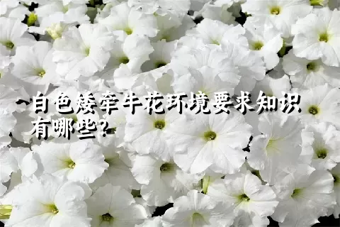 白色矮牵牛花环境要求知识有哪些？