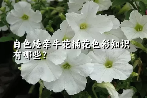 白色矮牵牛花插花色彩知识有哪些？