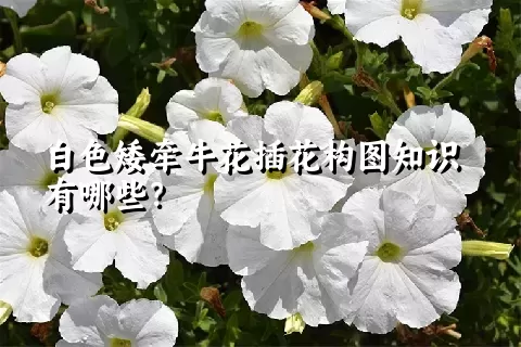 白色矮牵牛花插花构图知识有哪些？