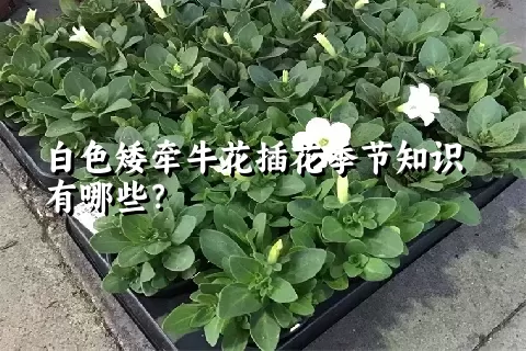 白色矮牵牛花插花季节知识有哪些？