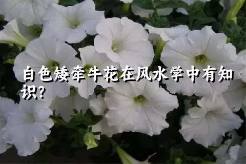 白色矮牵牛花在风水学中有知识？