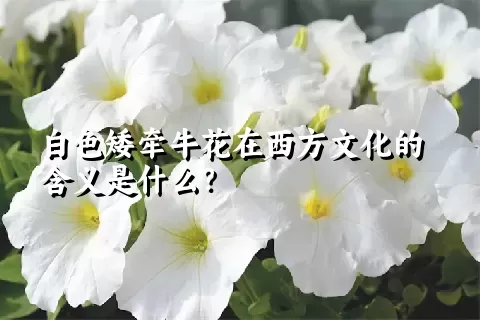 白色矮牵牛花在西方文化的含义是什么？