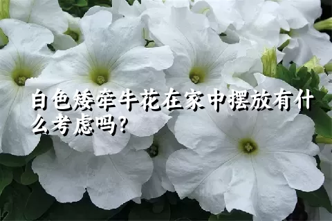 白色矮牵牛花在家中摆放有什么考虑吗？