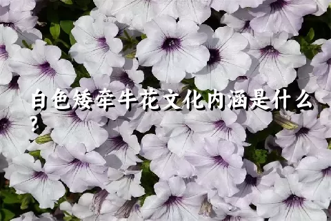 白色矮牵牛花文化内涵是什么？