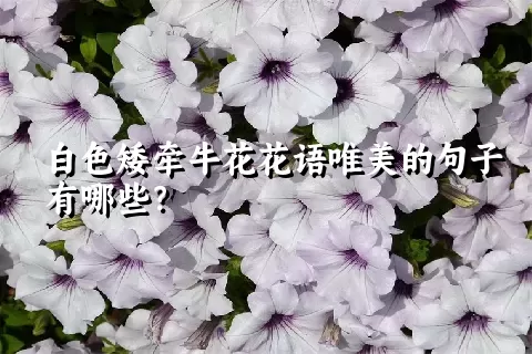 白色矮牵牛花花语唯美的句子有哪些？