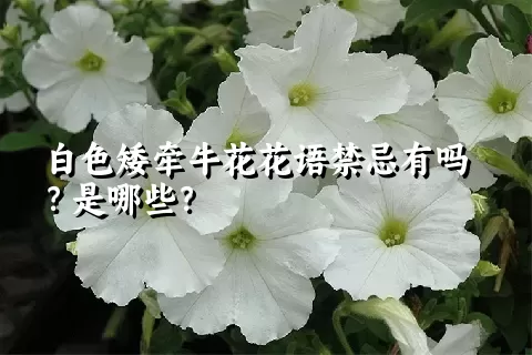 白色矮牵牛花花语禁忌有吗？是哪些？