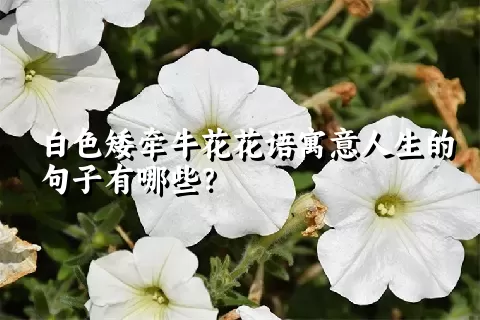 白色矮牵牛花花语寓意人生的句子有哪些？