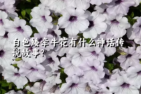 白色矮牵牛花有什么神话传说故事？