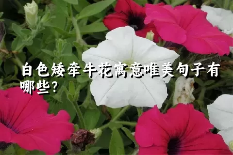 白色矮牵牛花寓意唯美句子有哪些？