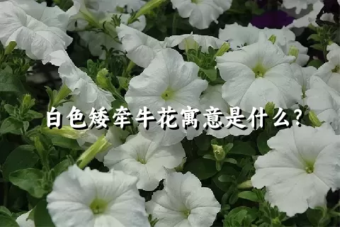 白色矮牵牛花寓意是什么？