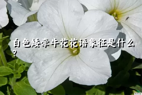 白色矮牵牛花花语象征是什么？