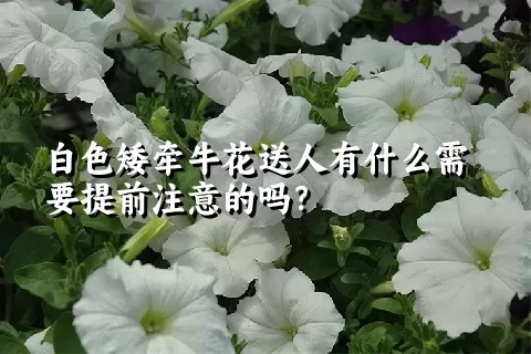 白色矮牵牛花送人有什么需要提前注意的吗？