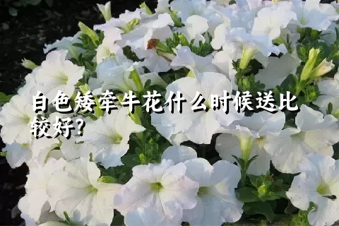 白色矮牵牛花什么时候送比较好？