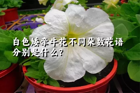 白色矮牵牛花不同朵数花语分别是什么？