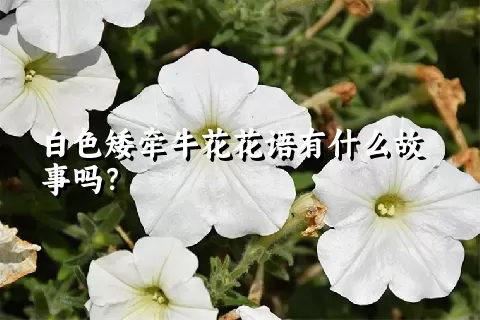 白色矮牵牛花花语有什么故事吗？