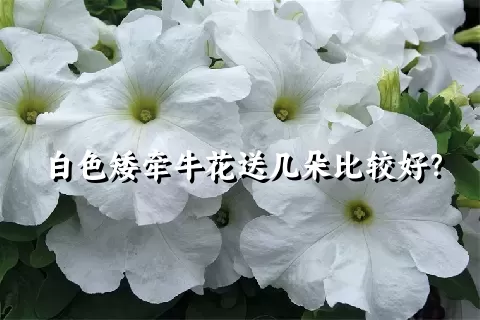 白色矮牵牛花送几朵比较好？