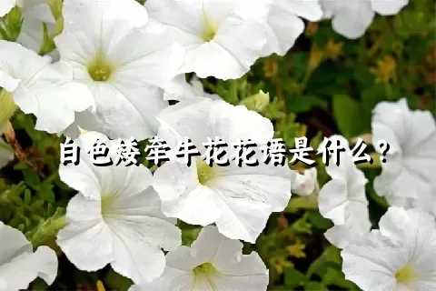 白色矮牵牛花花语是什么？