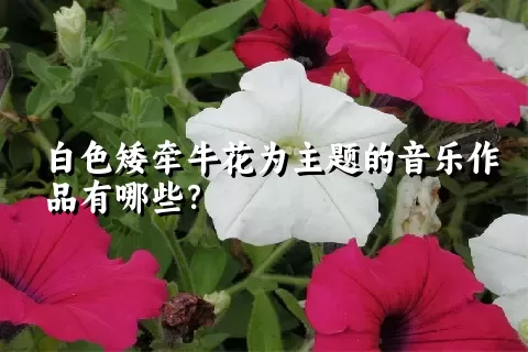 白色矮牵牛花为主题的音乐作品有哪些？