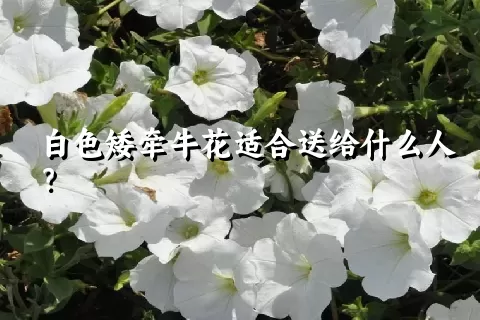 白色矮牵牛花适合送给什么人？