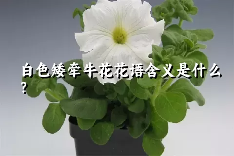 白色矮牵牛花花语含义是什么？