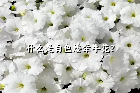 什么是白色矮牵牛花？