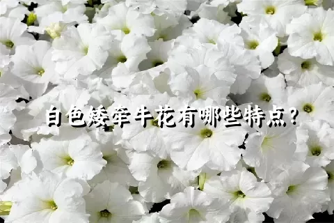 白色矮牵牛花有哪些特点？