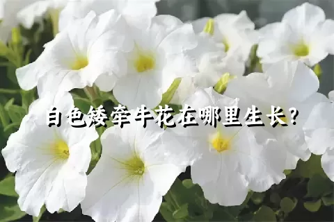 白色矮牵牛花在哪里生长？