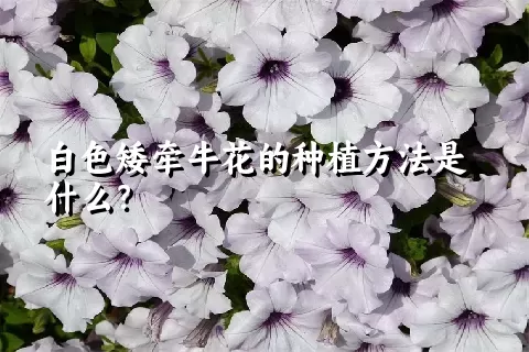 白色矮牵牛花的种植方法是什么？