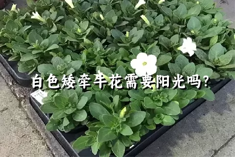 白色矮牵牛花需要阳光吗？