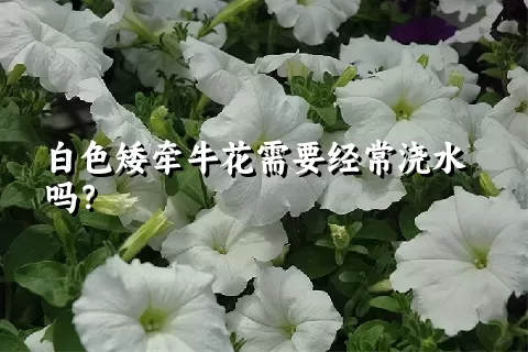 白色矮牵牛花需要经常浇水吗？