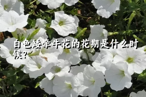 白色矮牵牛花的花期是什么时候？