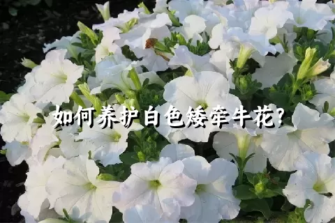 如何养护白色矮牵牛花？