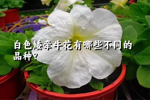 白色矮牵牛花有哪些不同的品种？