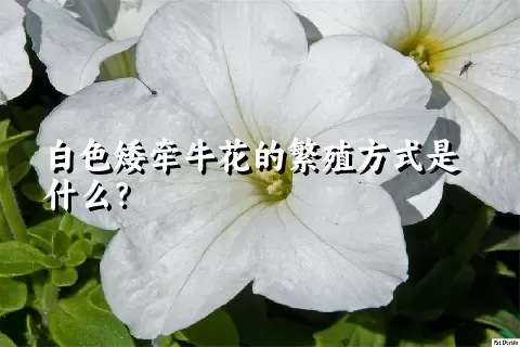 白色矮牵牛花的繁殖方式是什么？