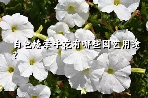 白色矮牵牛花有哪些园艺用途？