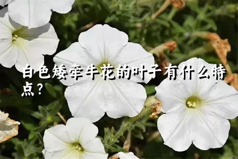 白色矮牵牛花的叶子有什么特点？