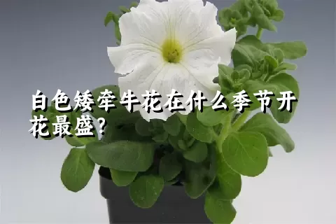 白色矮牵牛花在什么季节开花最盛？