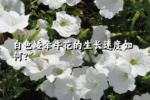 白色矮牵牛花的生长速度如何？