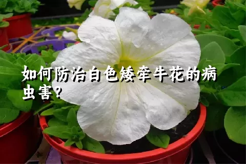 如何防治白色矮牵牛花的病虫害？