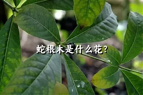 蛇根木是什么花？